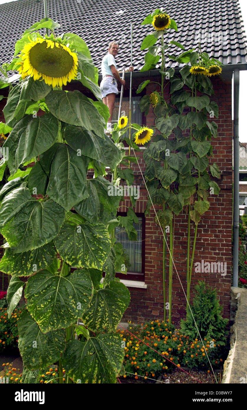 Human interest hum curiosities huge sunflowers plants flowers house