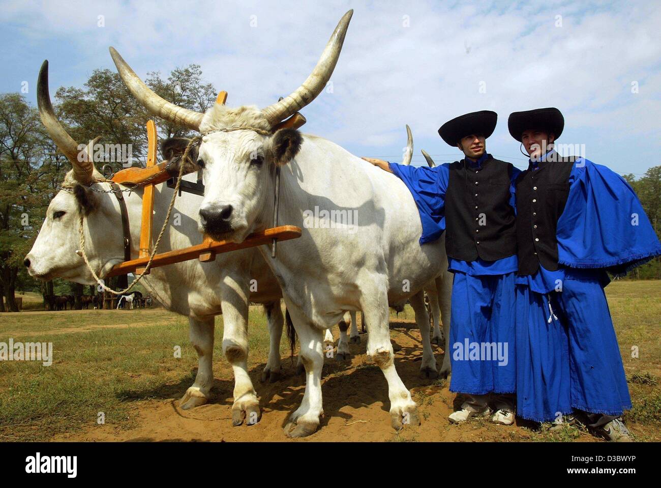 (dpa) - The two German formula one pilots Nick Heidfeld (R) and Heinz-Harald Frentzen (L), both of the Sauber-Petronas team, are dressed up as Puszta shepherds as they pose next to a team of oxen in Gueduellue near Budapest, Hungary, 21 August 2003. The 13th run of the world championships, the Grand Stock Photo