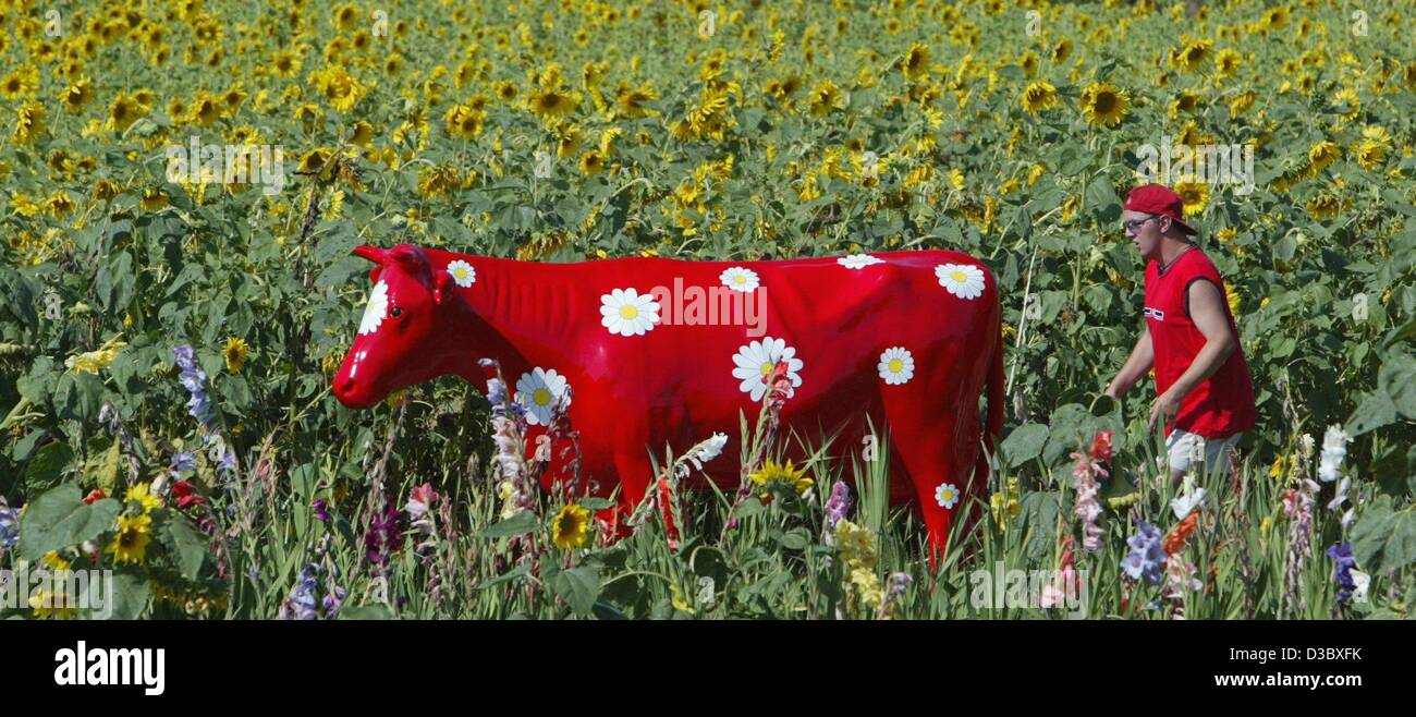 (dpa) - A holidaymaker walks through a field of sunflowers past a artistically decorated red cow in Purkhof, Germany, 11 August 2003. The cow is an advertising indicator for 'Karls Erdbeer Hof' (Karl's strawberry farm). The farm also features a giant maze made from corn covering a space of around th Stock Photo
