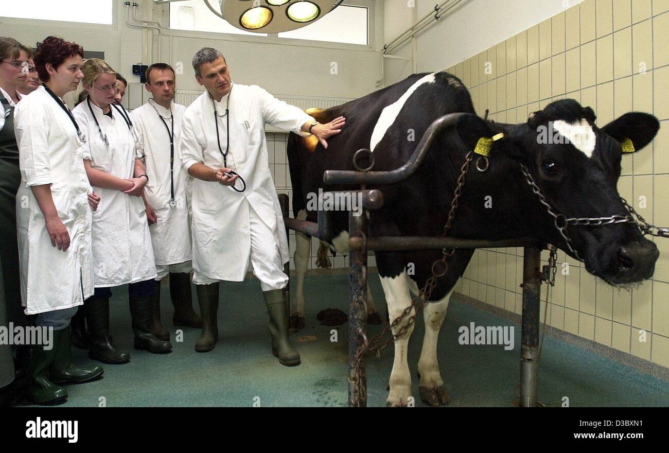 (dpa) - Vet Wolfgang Kehler (C) explains to students how to prepare a cow for surgery, at the cow clinic of the veterinarian university in Hanover, 16 June 2003. The university with its 225 years history is one the oldest veterinarian educational institutions in the world. Stock Photo