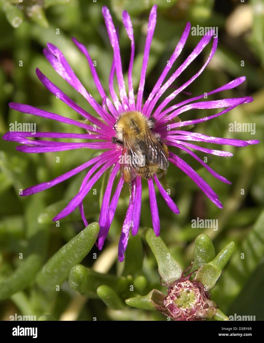 (dpa) - A bumble bee is sucking nectar from a flower in Berlin, 30 July 2003. Stock Photo