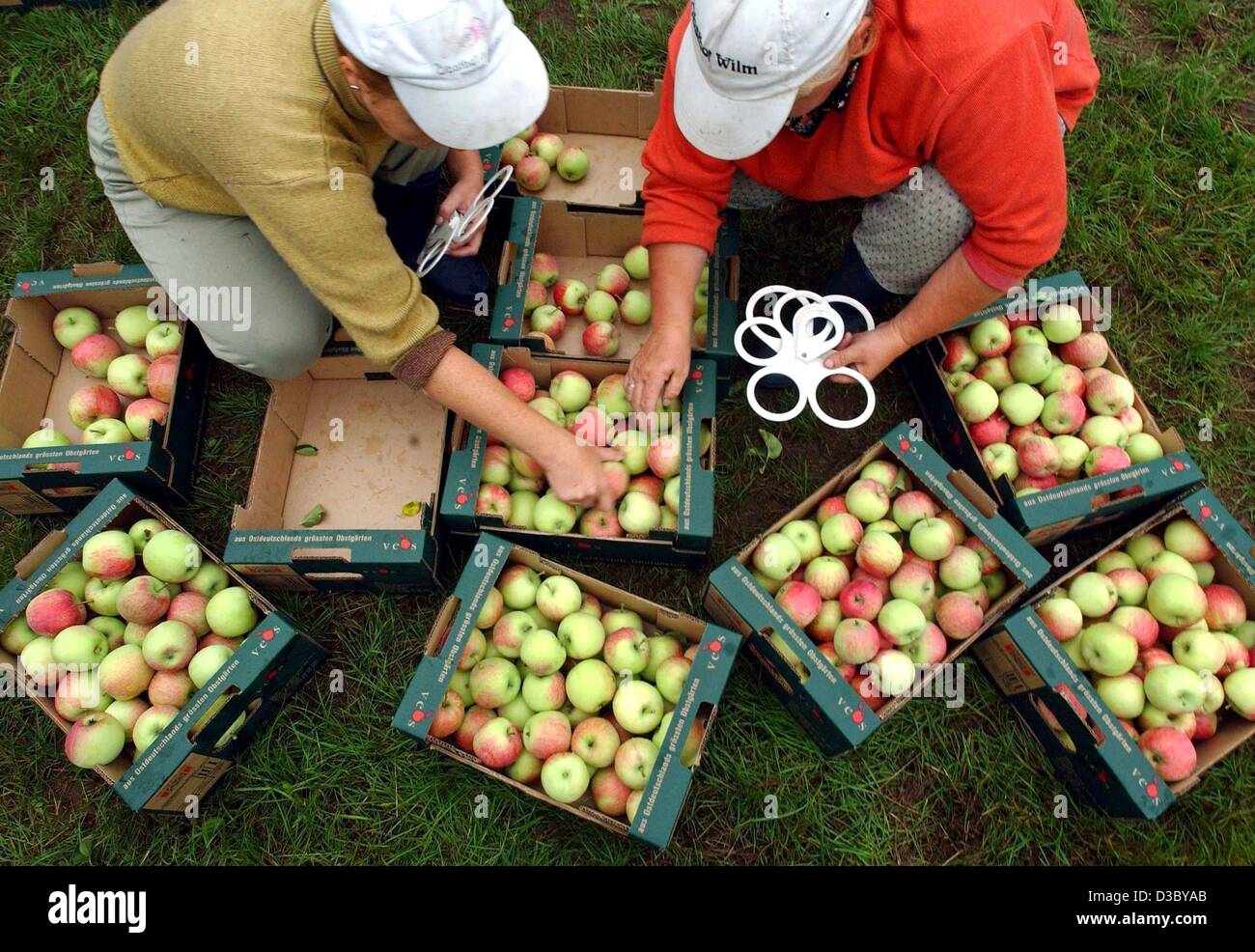 (dpa) - Two Polish farmhands are sorting apples of the Piros kind into ...