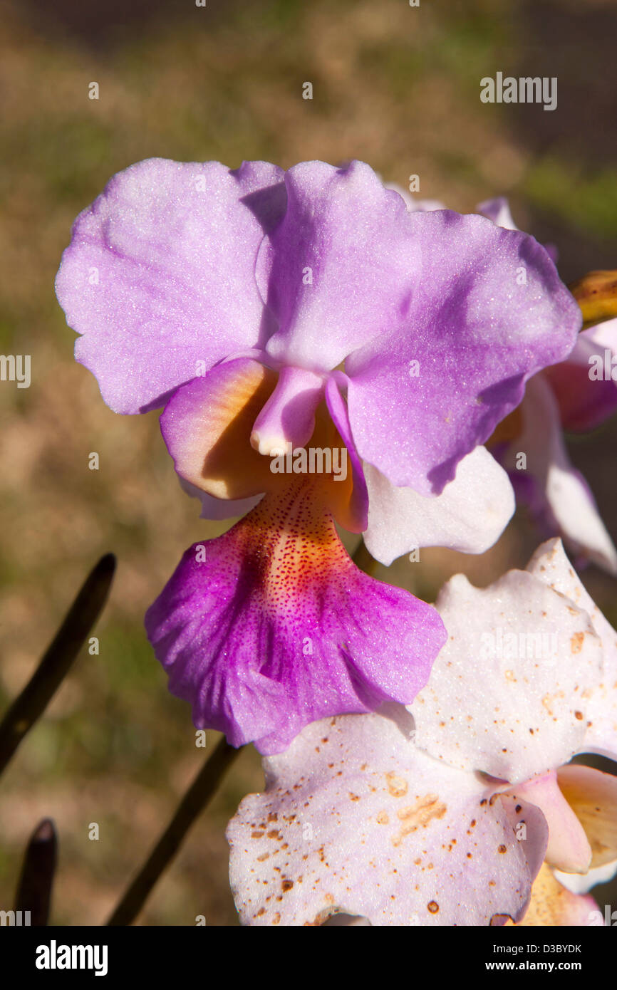 Madagascar, Ranomafana, exotic orchid growing in Cristo Hotel Garden Stock Photo