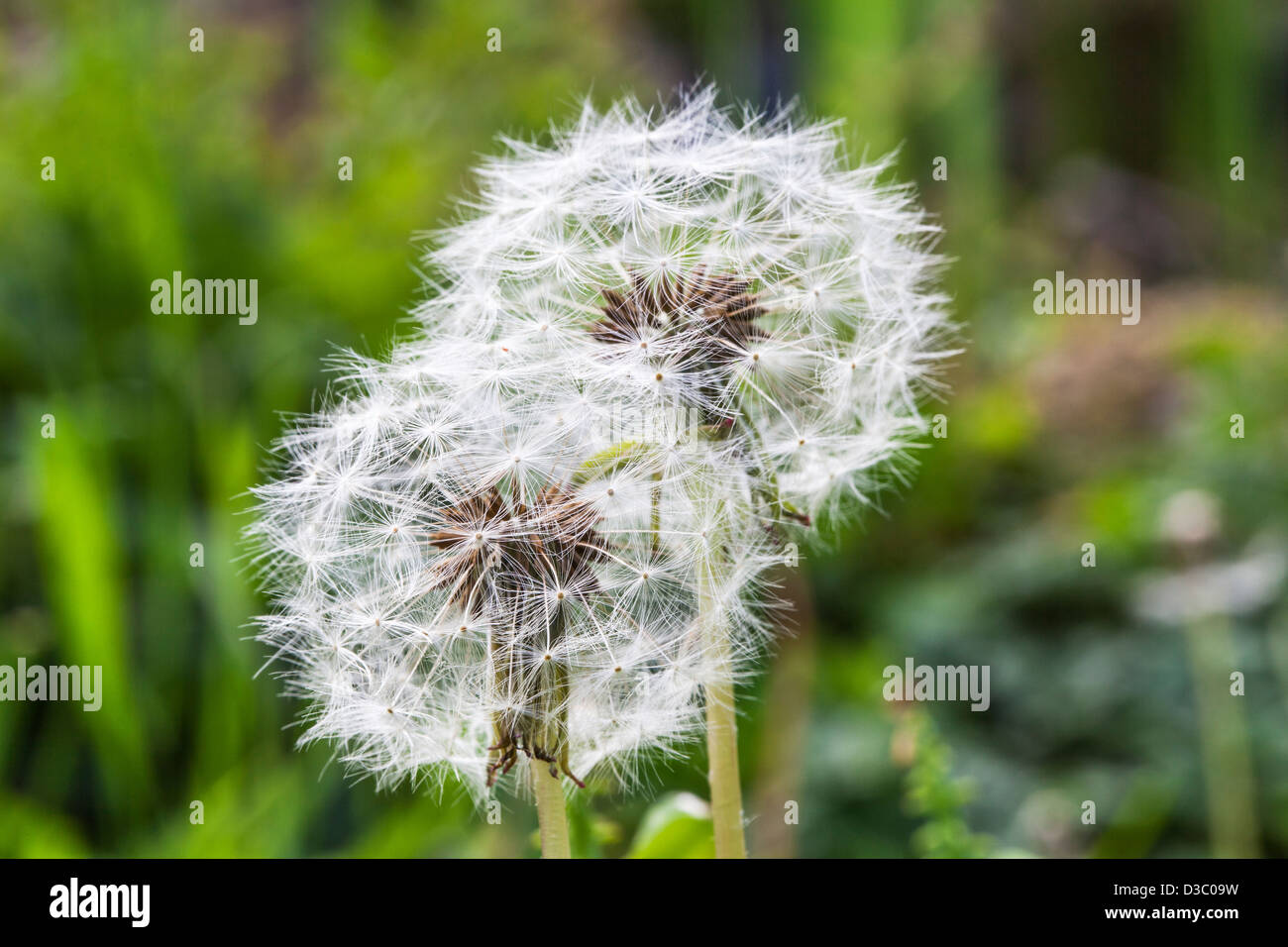 Dandelion clock seed head (Taraxacum officinale Stock Photo Alamy