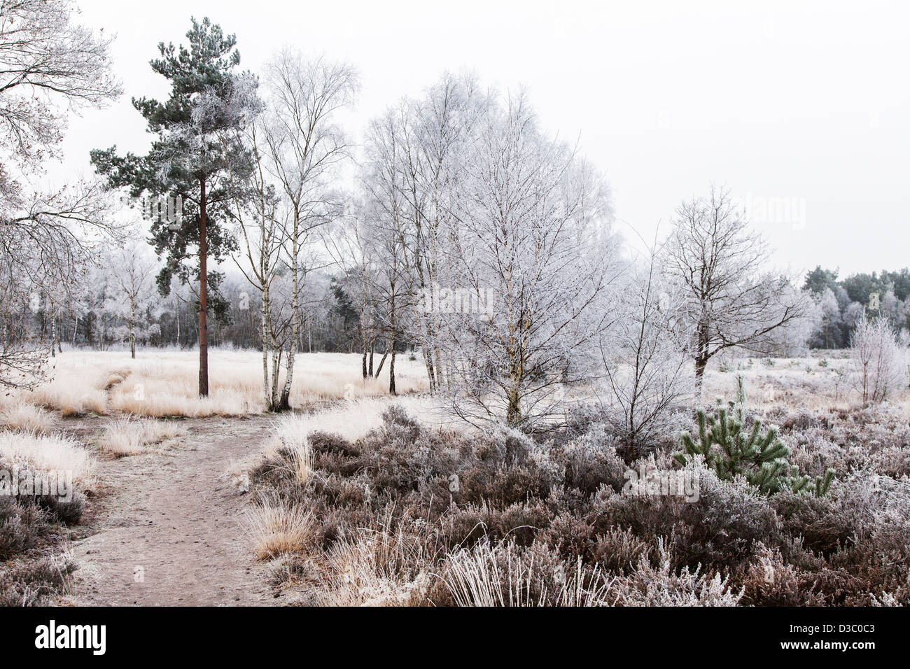 Horsell Common, Woking, Surrey, England woodland and heathland with