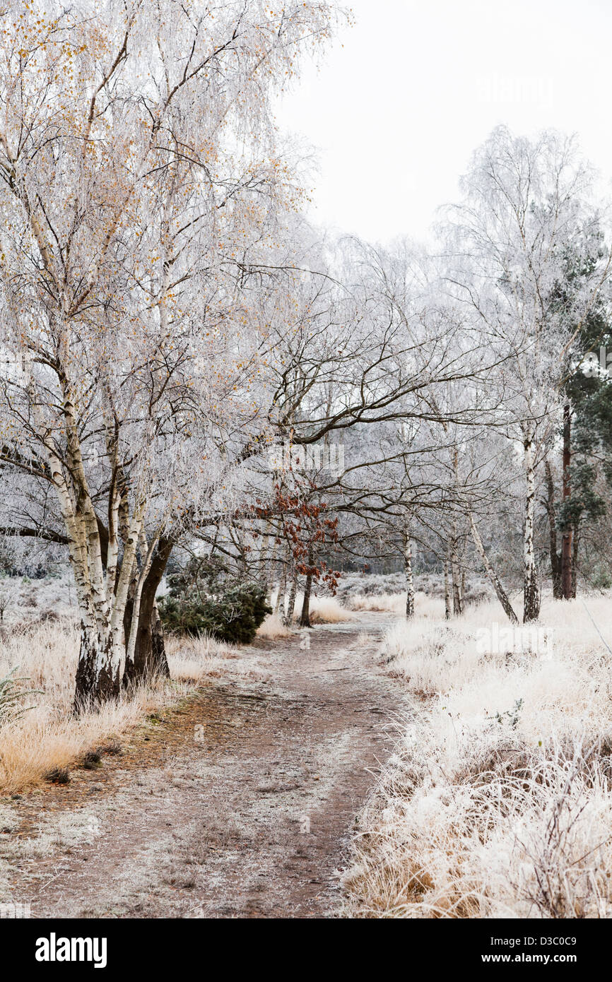 Horsell Common, Woking, Surrey, England with frosty silver birch trees