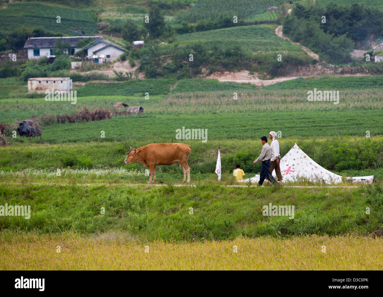 Man With An Ox, Kaesong, North Korea Stock Photo