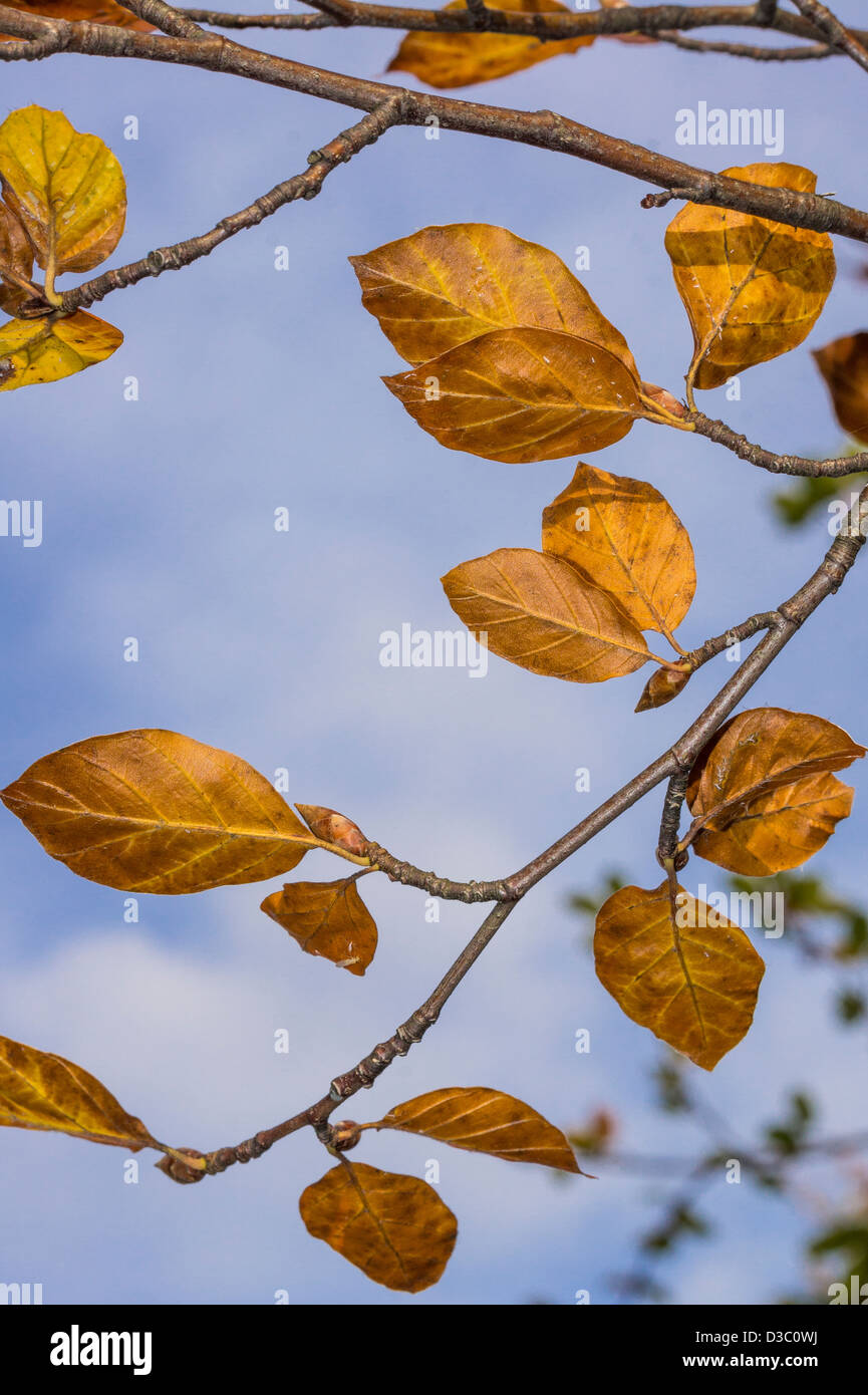 Blue sky brown leaves hi-res stock photography and images - Alamy