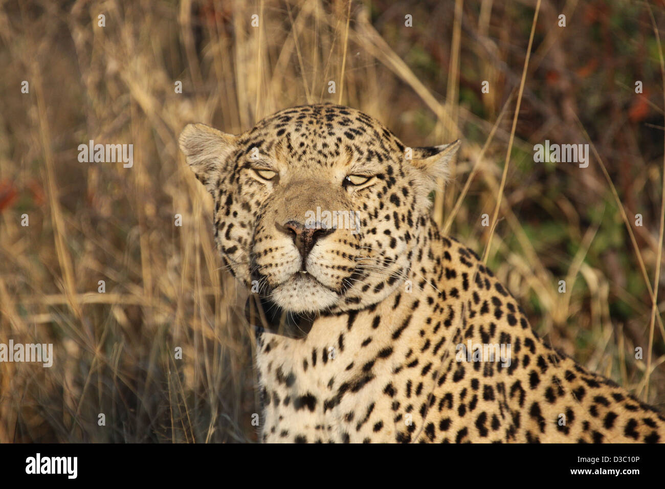 Leopard  African Wildlife Foundation