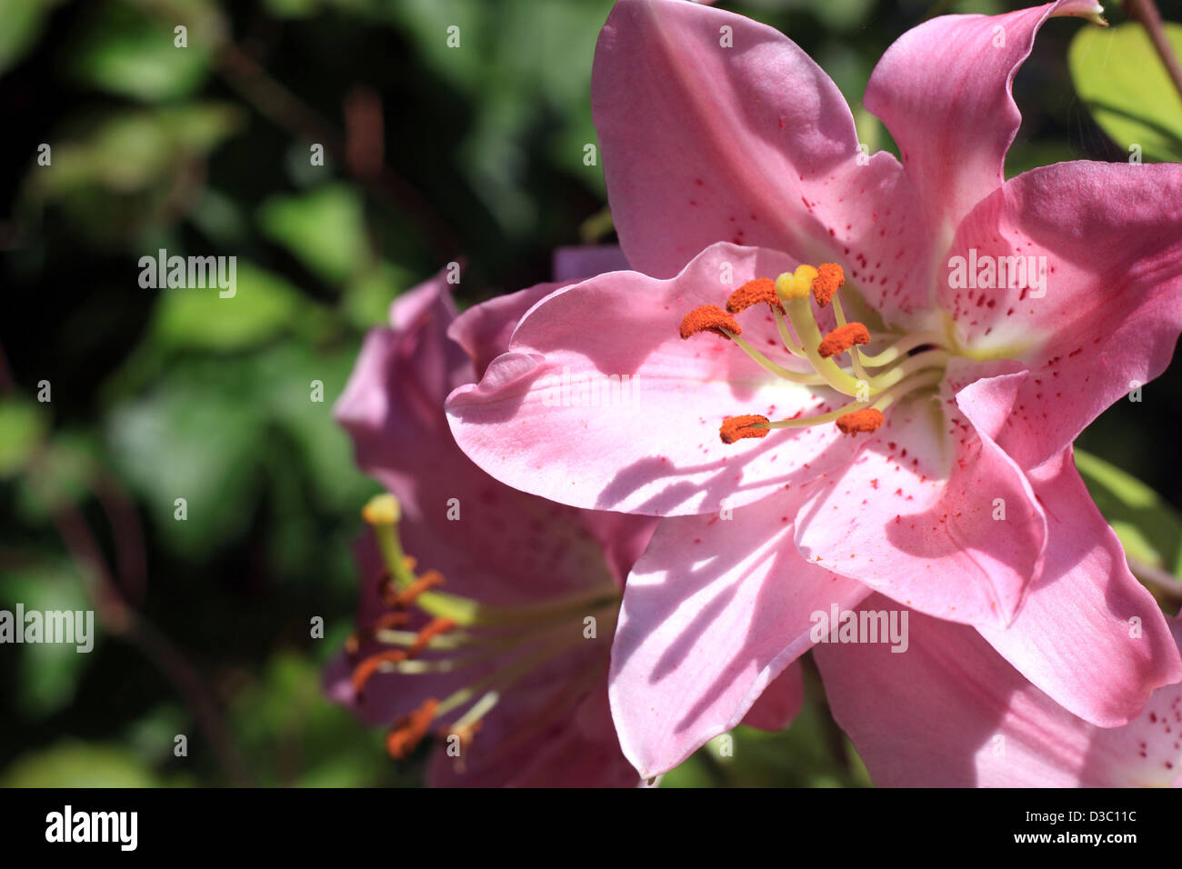 Oriental lily in the garden Stock Photo