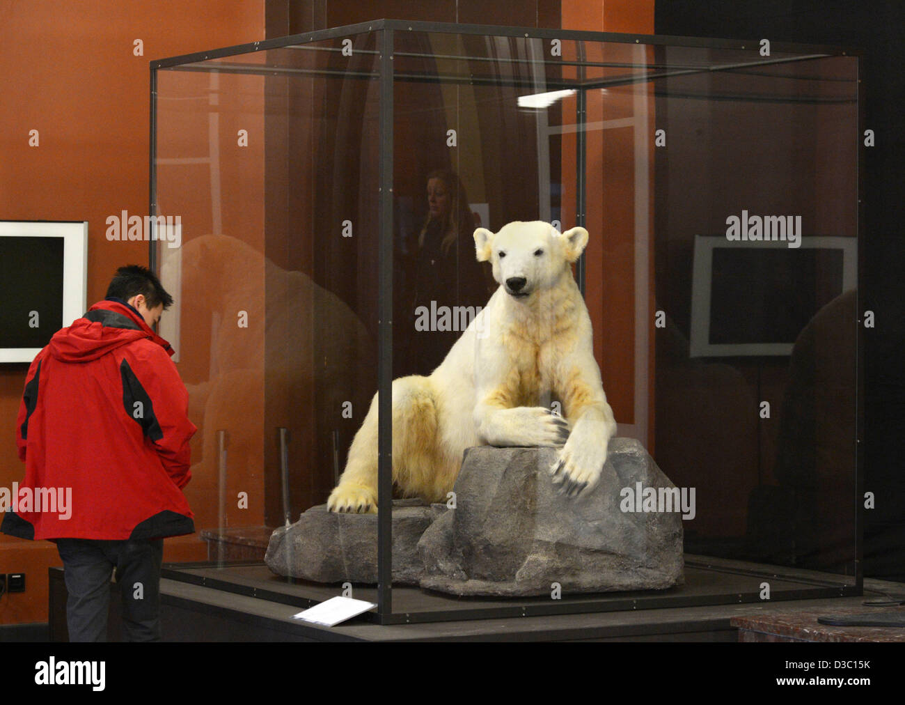 Berlin Germany 15th Feb 2013 The Stuffed Polar Bear Knut Is 