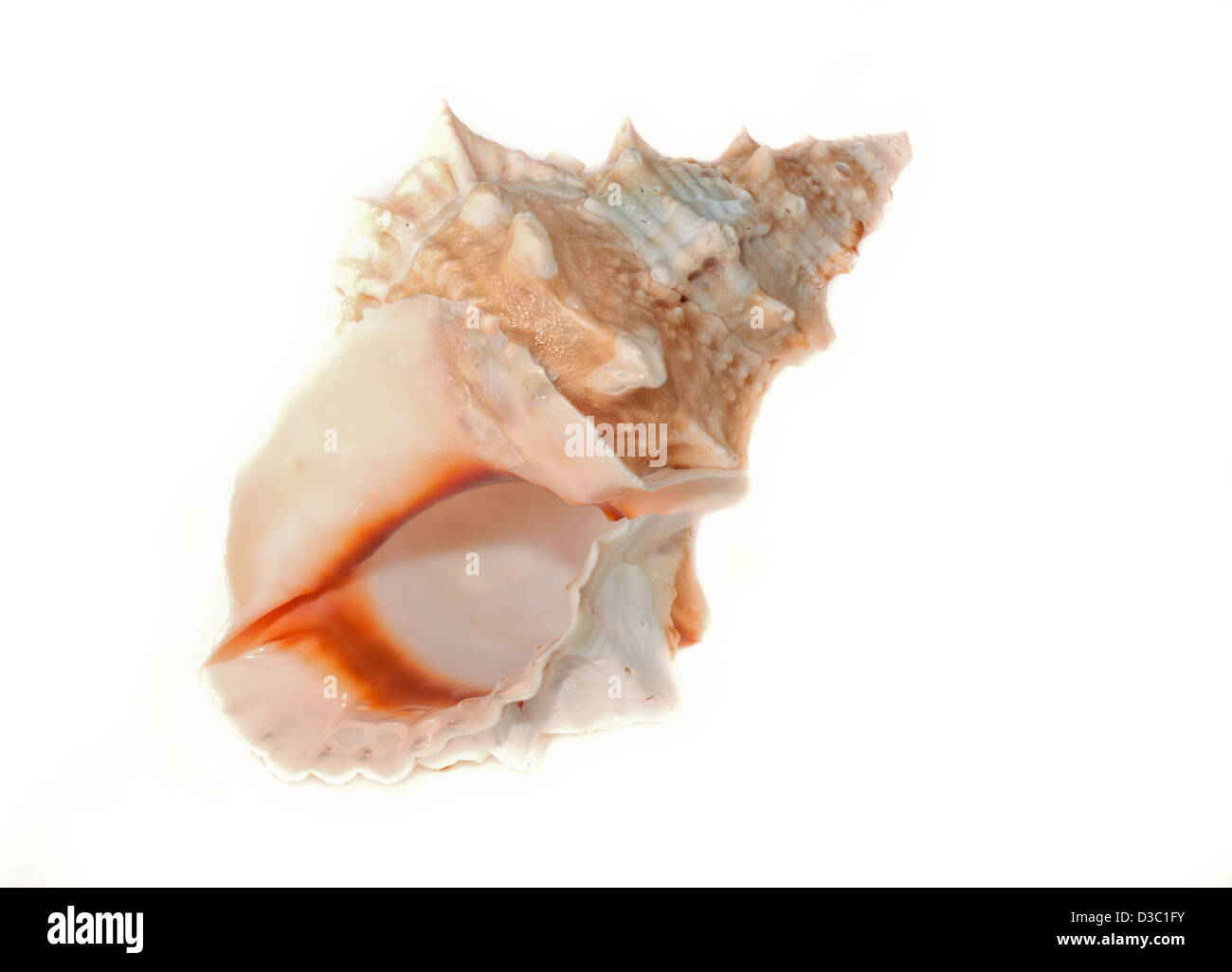 beauty in nature, collection, conch shell, cut out, education, isolated