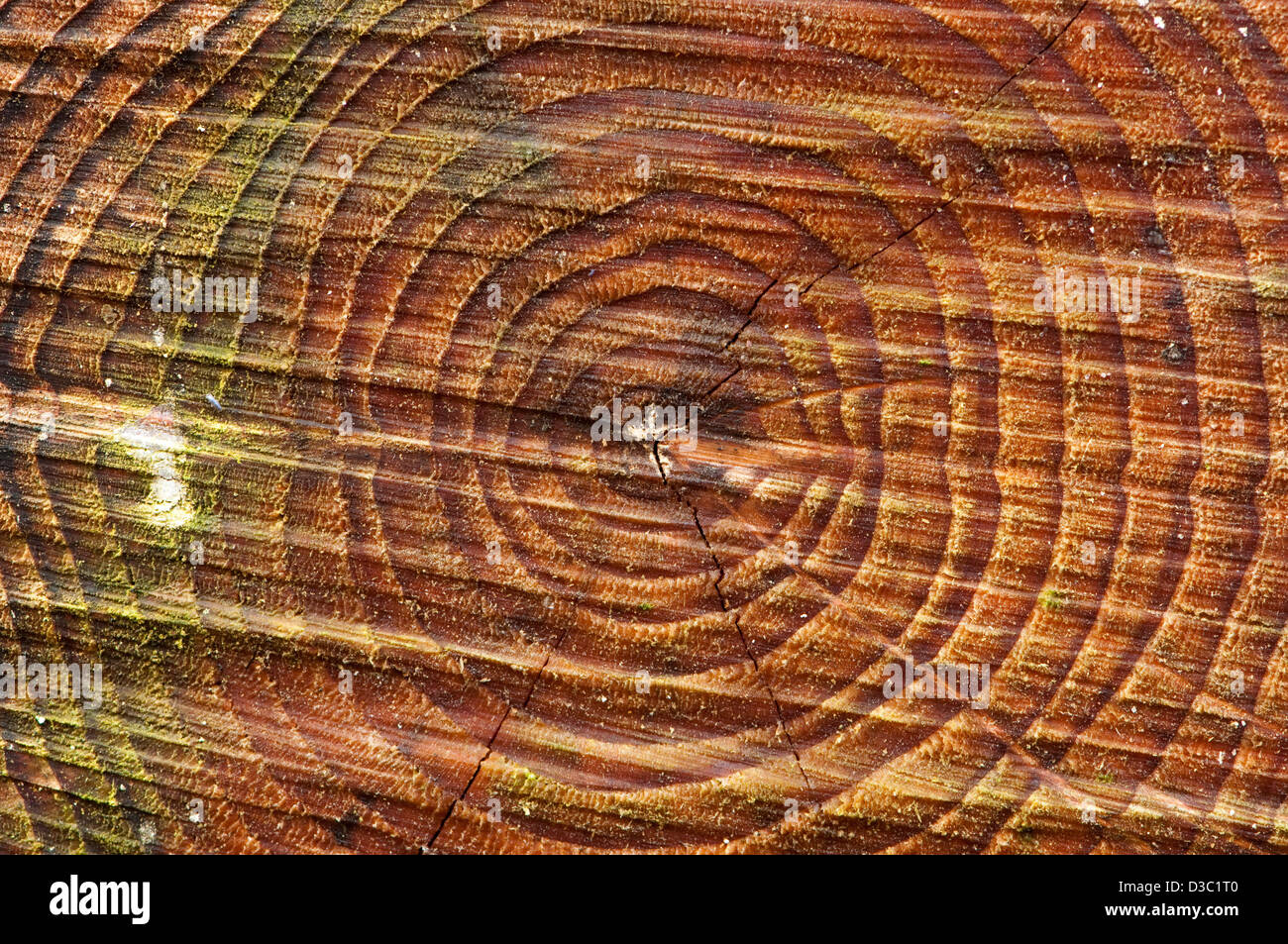 Pine tree rings Stock Photo - Alamy