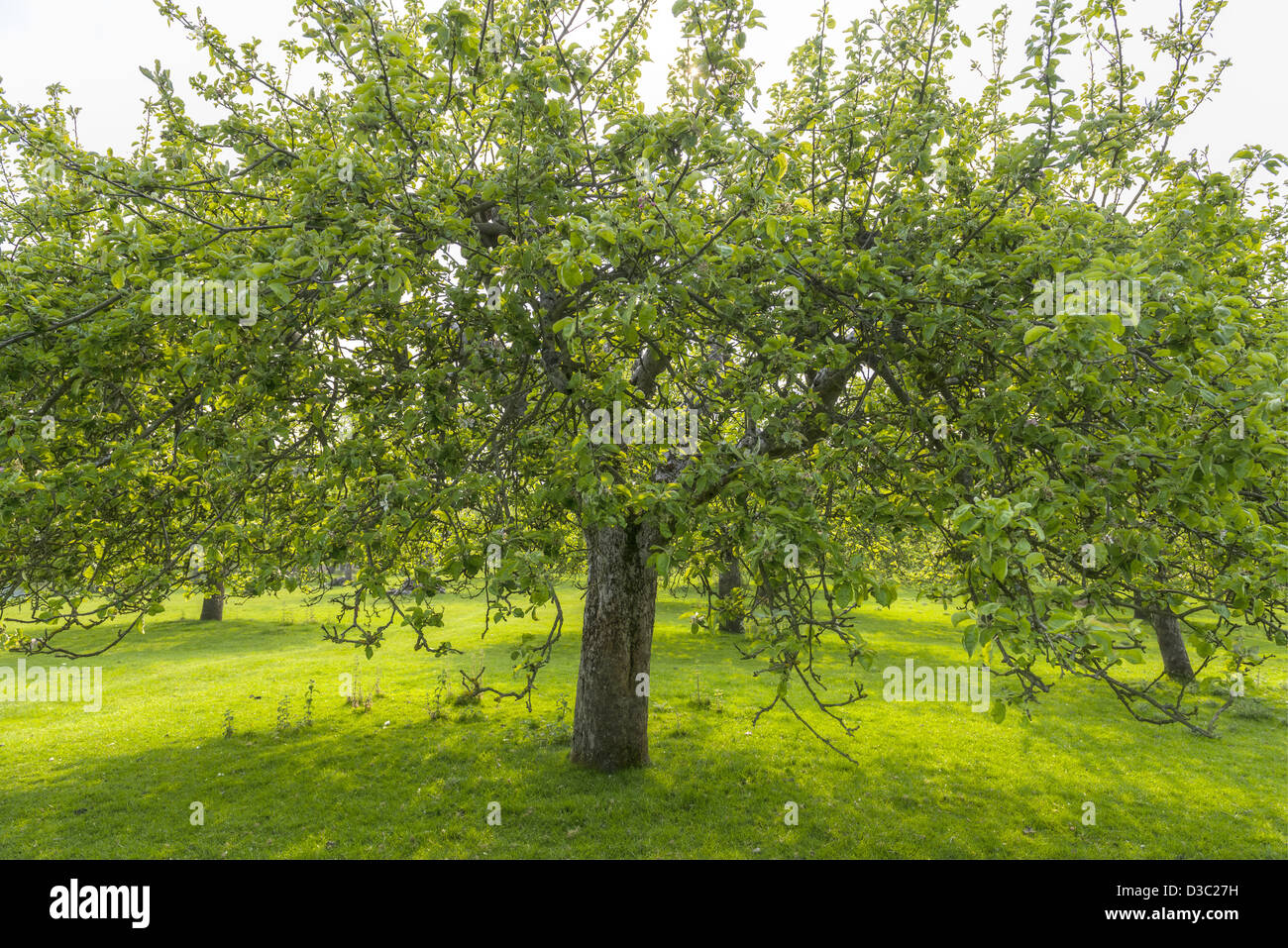 Original Apple Orchard Of The Old Style. Stock Photo