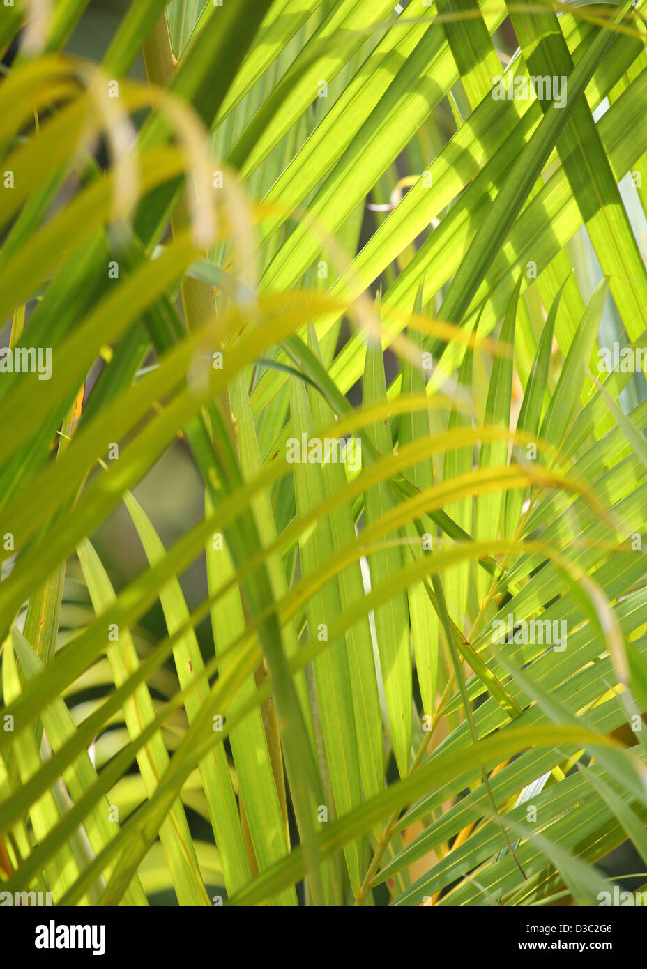 PALM LEAVES BACKGROUND Stock Photo Alamy