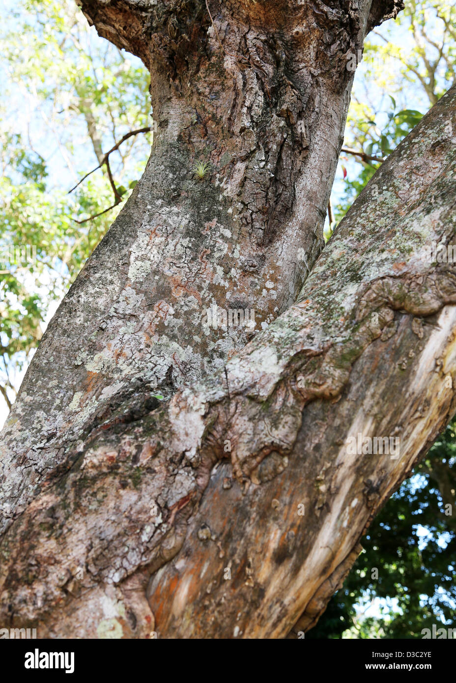 Medicinal tree bark hires stock photography and images Alamy