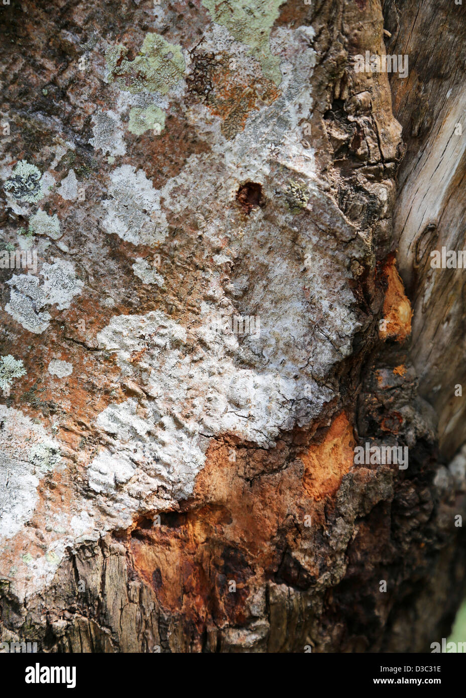 Cinnamon tree bark hires stock photography and images Alamy
