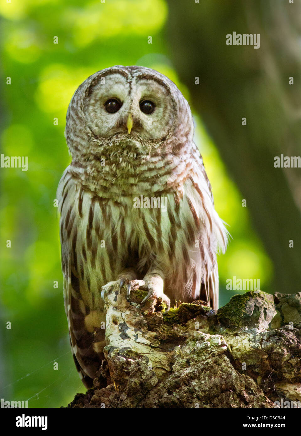 Strix Vari Strix varia night hi-res stock photography and images - Alamy