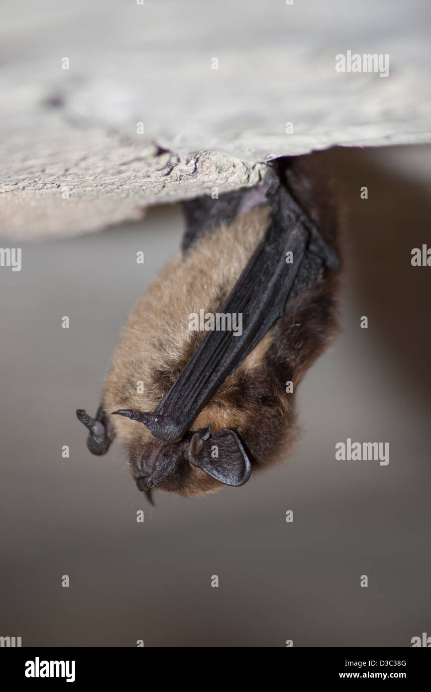 Northern Bat Hibernating Stock Photo Alamy