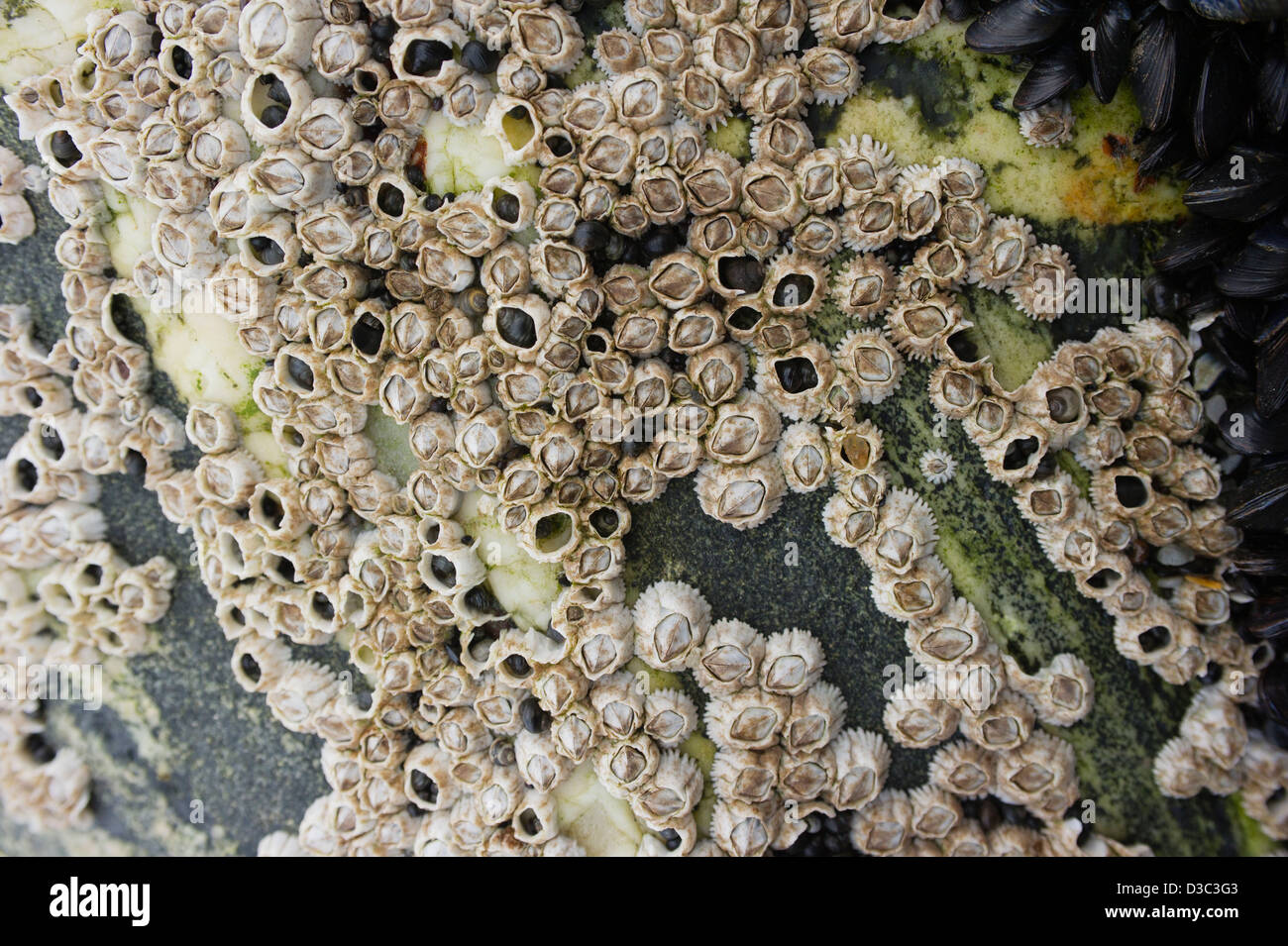 Barnacles in a seashore rock, Northern Norway Stock Photo