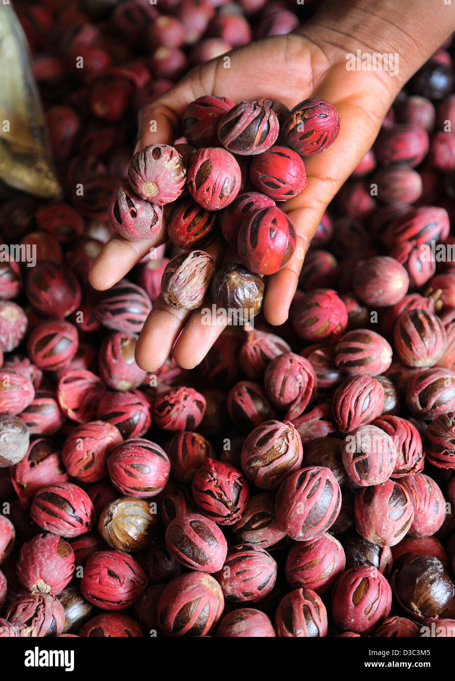 FRESH NUTMEG WITH MACE, CARIBBEAN Stock Photo Alamy