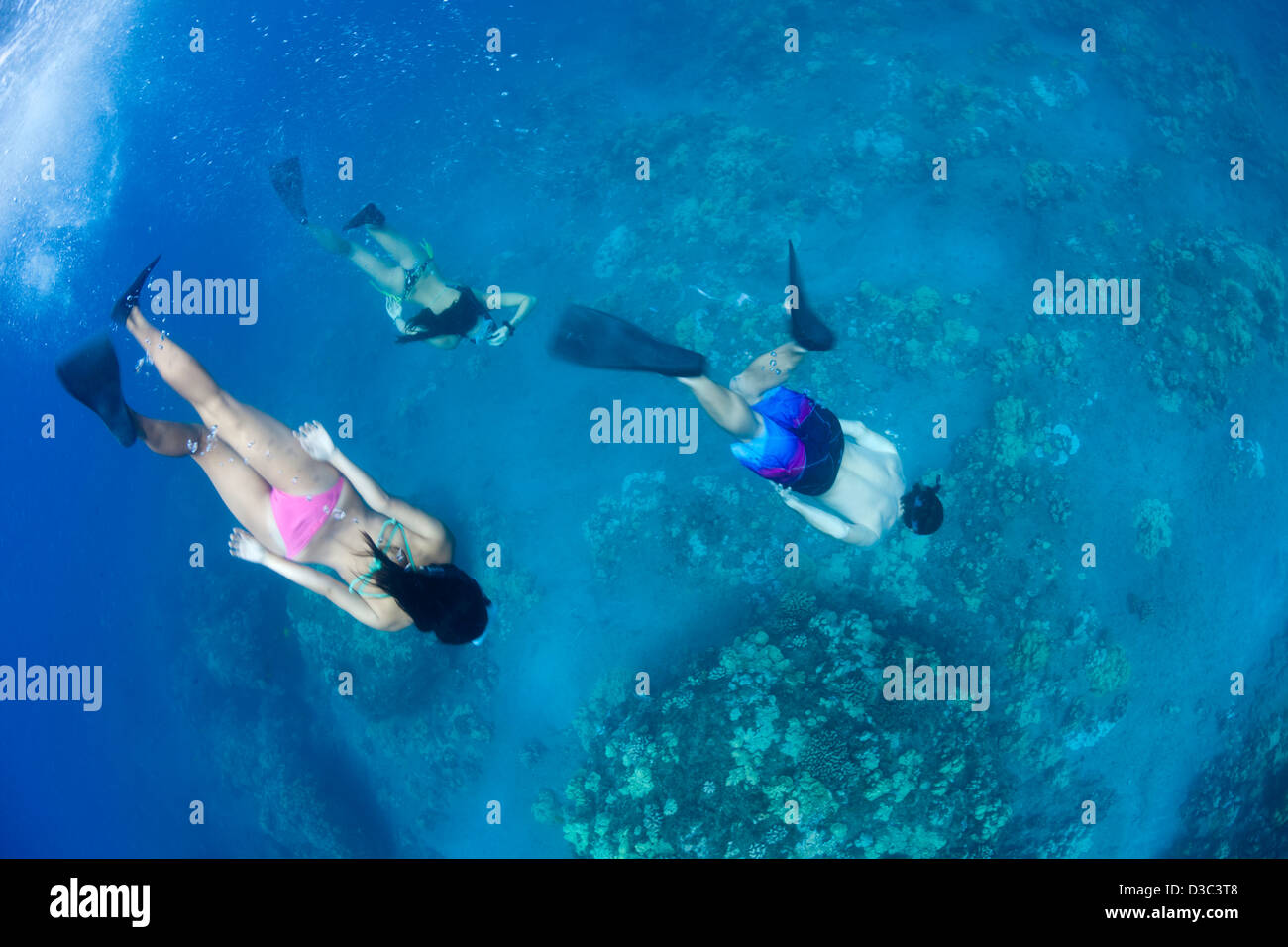 Three young people (MR) free diving off the island of Lanai, Hawaii. Stock Photo