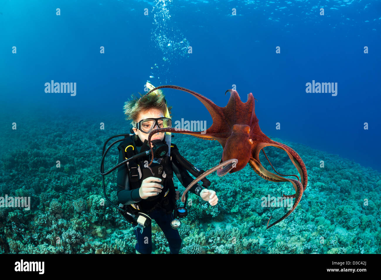 Junior Open Water Diver, Sean Fleetham (MR), gets his first look at a day octopus, Octopus cyanea, Maui, Hawaii. Stock Photo