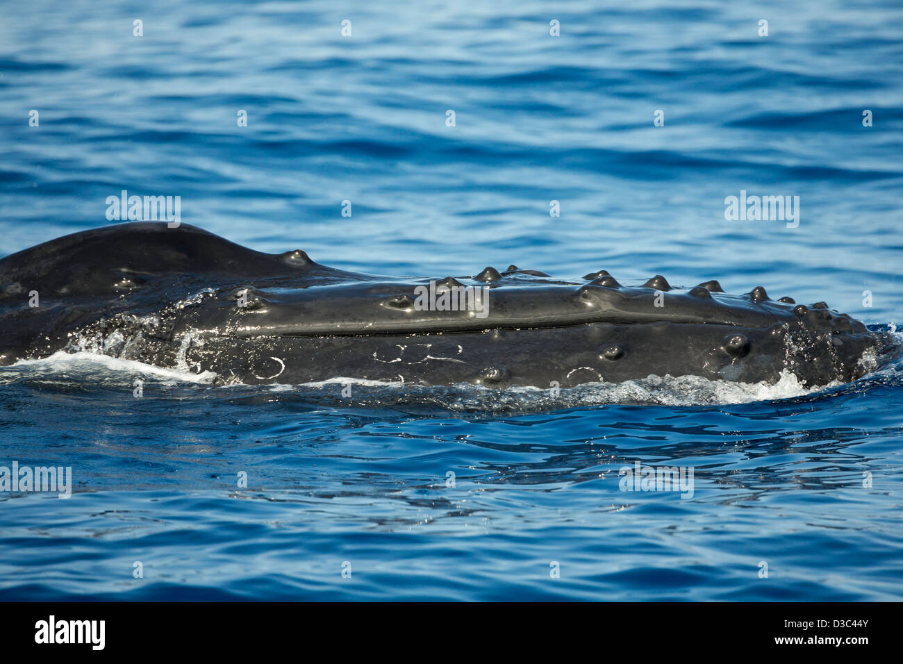 A humpback whale, Megaptera novaeangliae, Hawaii. Stock Photo