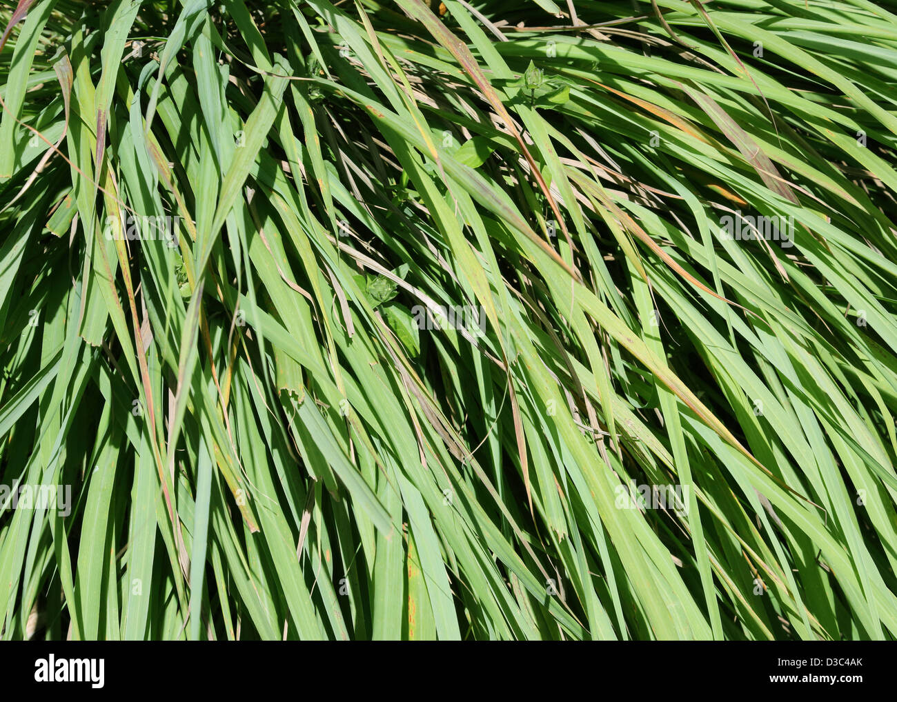 LEMON GRASS PLANT Stock Photo