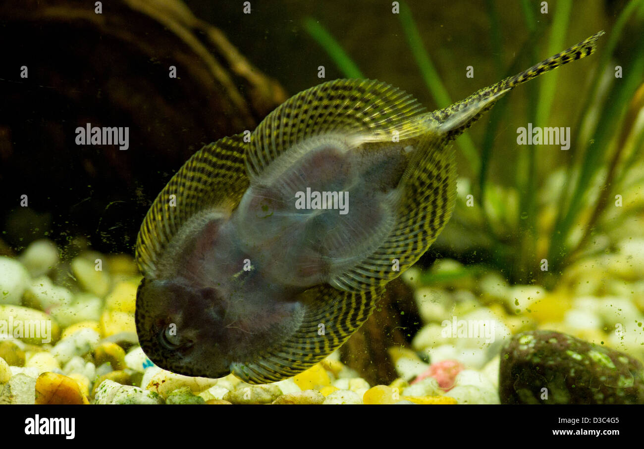 This is a female Starlight Bristlenose Plecostomus Catfish cleaning algae from the rocks in a tropical fish aquarium. Stock Photo