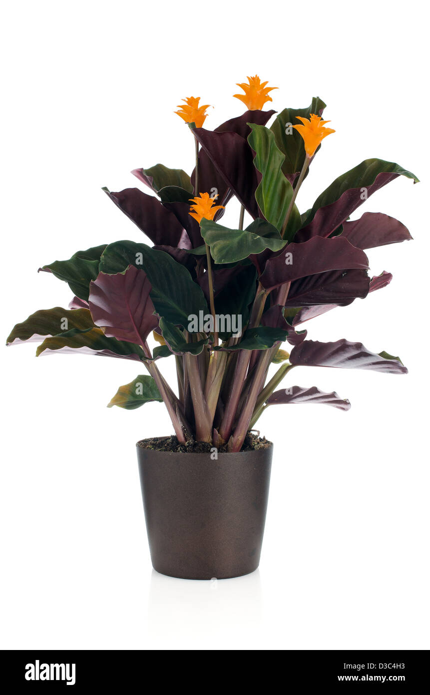 Eternal flame flower (calathea crocata) in dark flowerpot on white