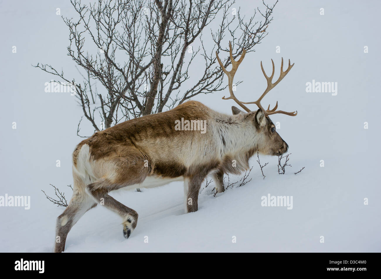 Scandinavian Reindeer (Rangifer tarandus) cattle looking for some food in winter under the snow, Tromso area, Norway Stock Photo