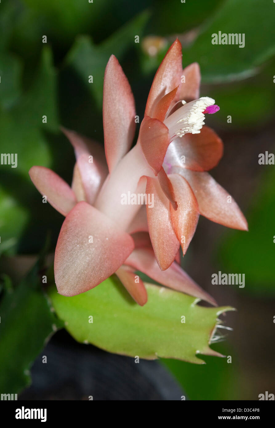 Beautiful apricot coloured flower and leaf of Zygocactus 'Orange Delight' against a background of dark green foliage Stock Photo