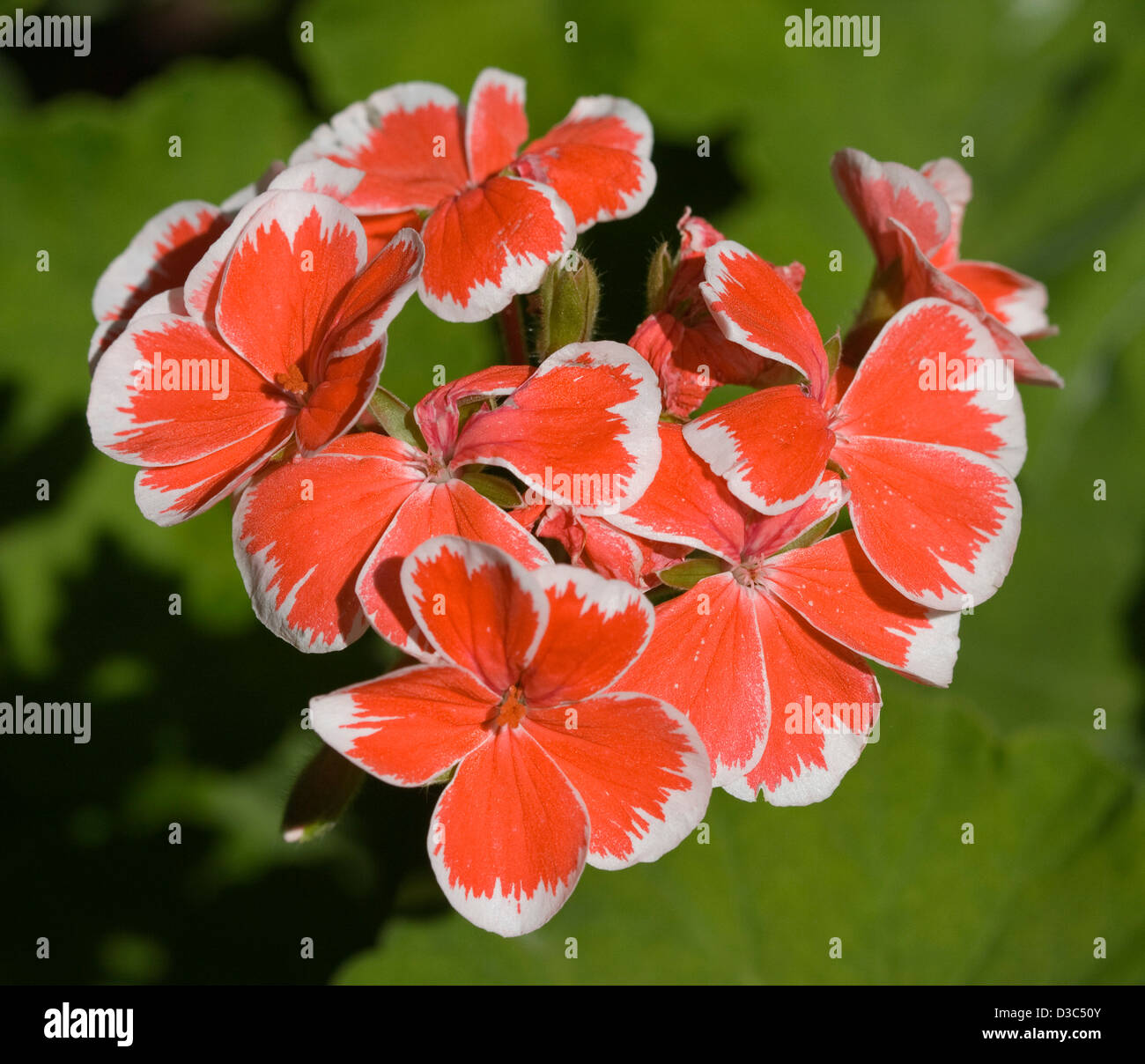 Cluster of bright orange / red and white flowers of Geranium cultivar 'Mr. Wren' against a light green background Stock Photo