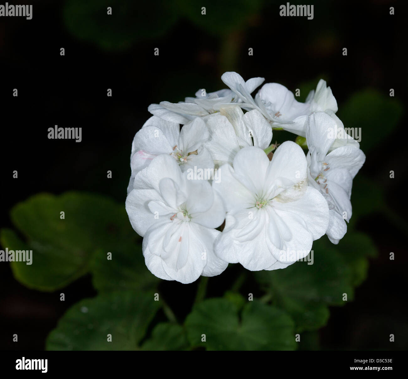 Cluster of double white flowers of Geranium cultivar 'Snowball' against a dark background Stock Photo