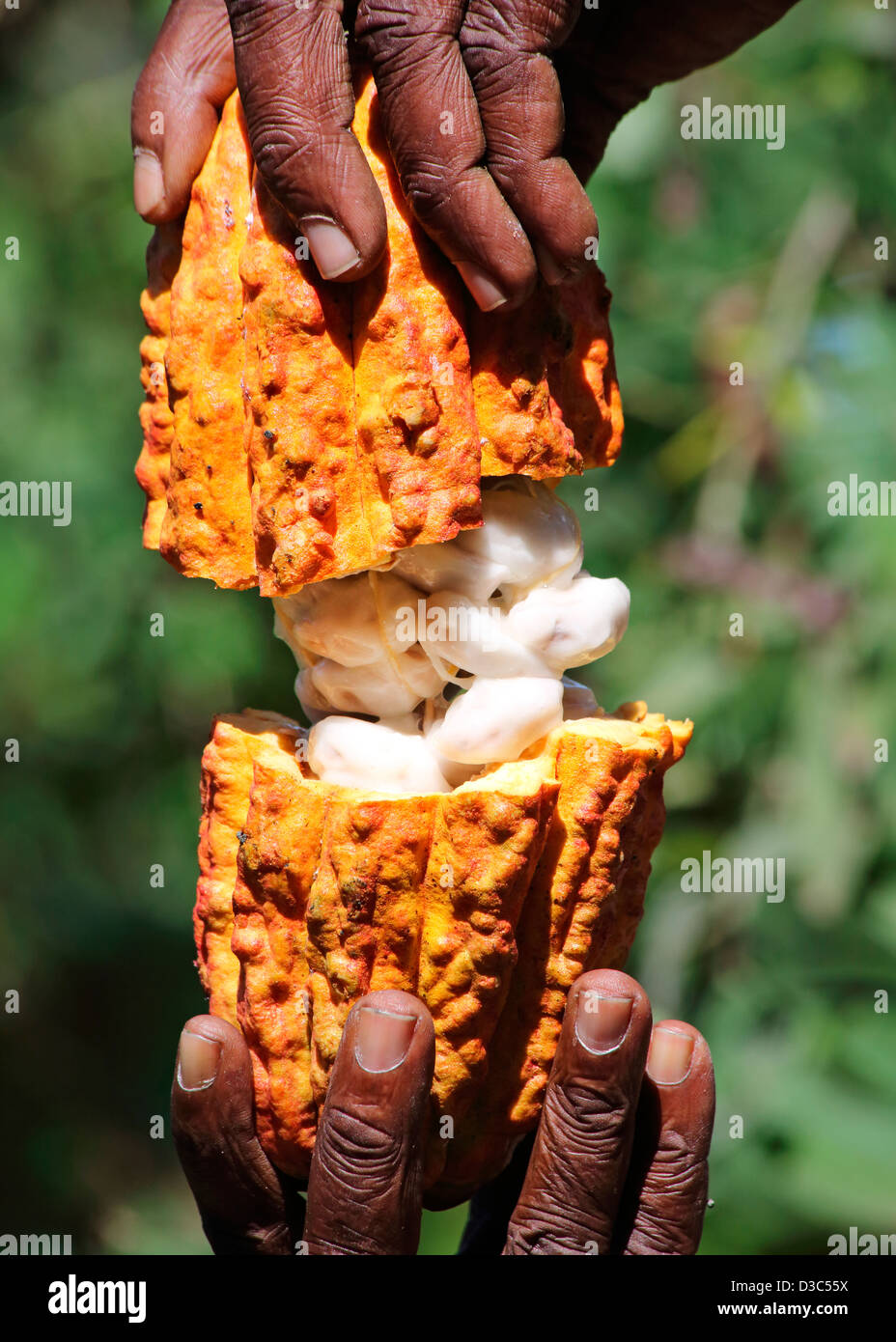MAN HOLDING FRESH CACAO POD WITH COCOA BEANS Stock Photo