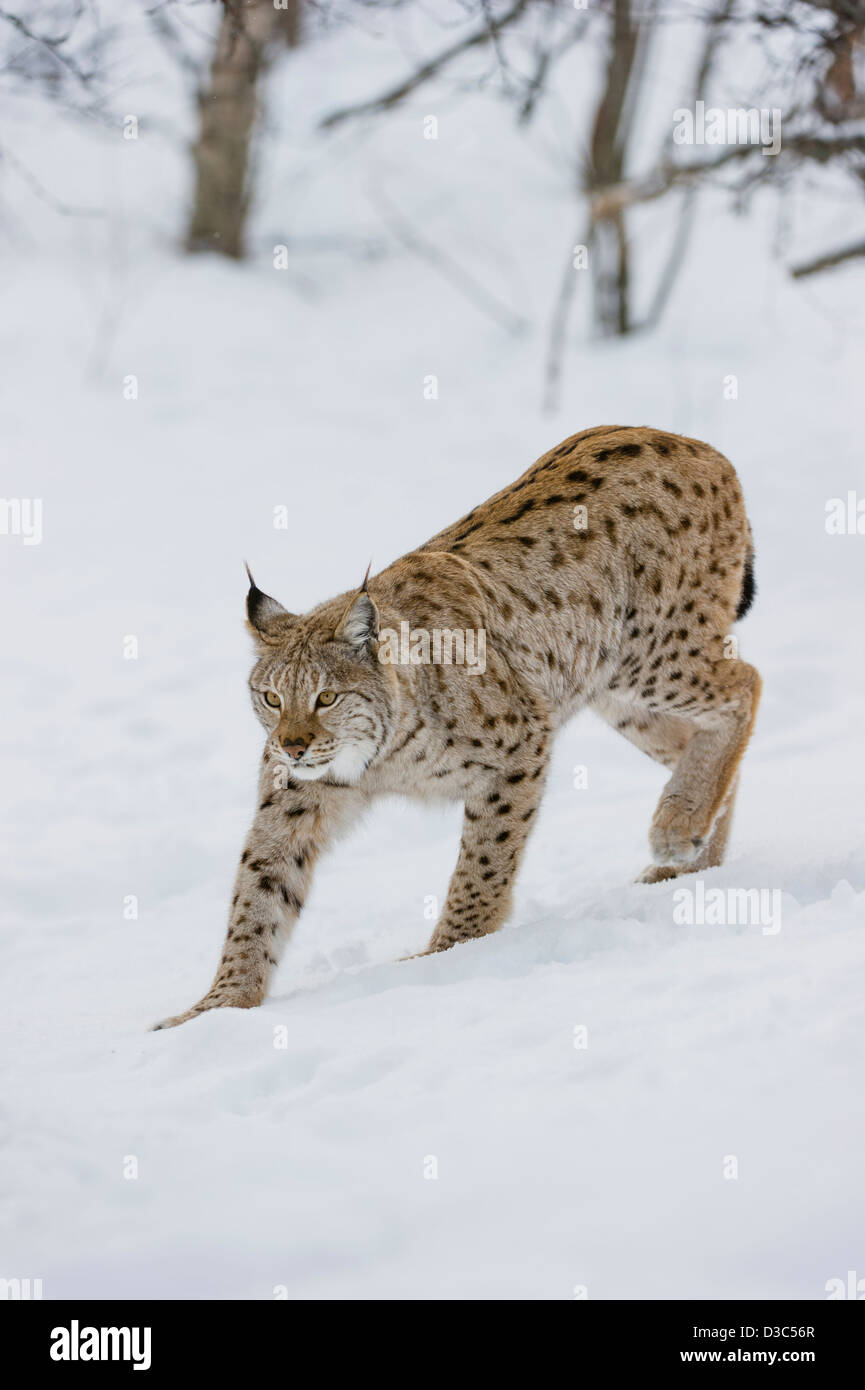 Eurasian Lynx (Lynx lynx) in winter fur over snow and under snowfall ...