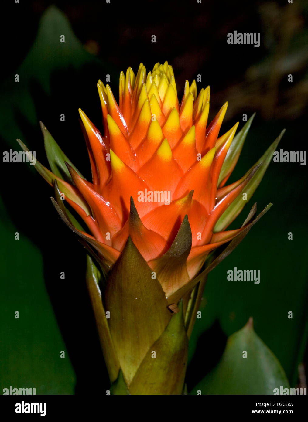 Spectacular large and gaudy orange and yellow flower (bracts)  of Bromeliad - Guzmania conifera - against a dark background Stock Photo
