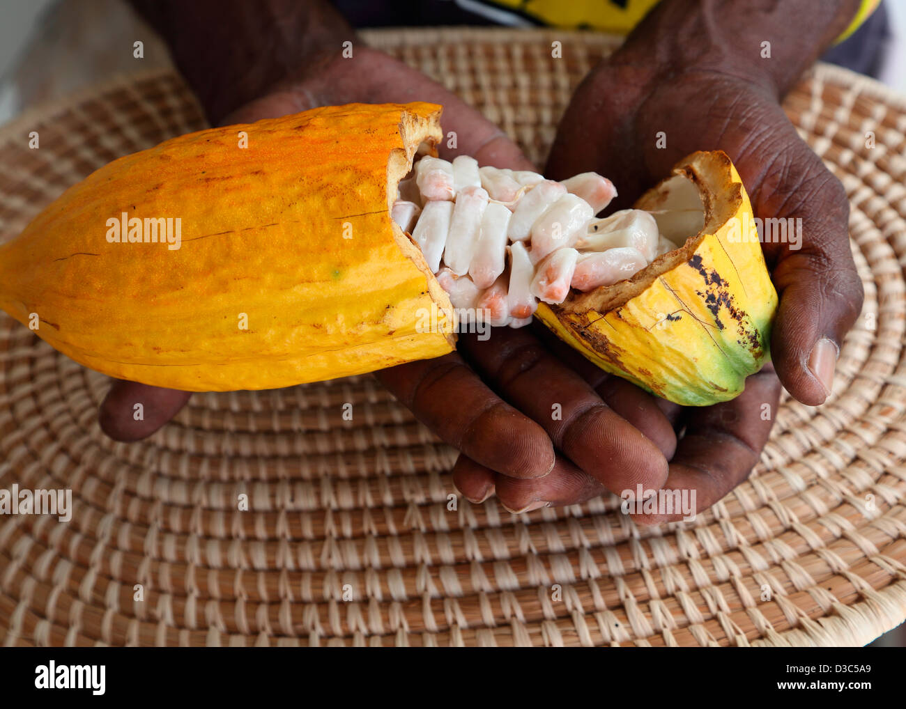 FRESH CACAO POD WITH COCOA BEANS Stock Photo