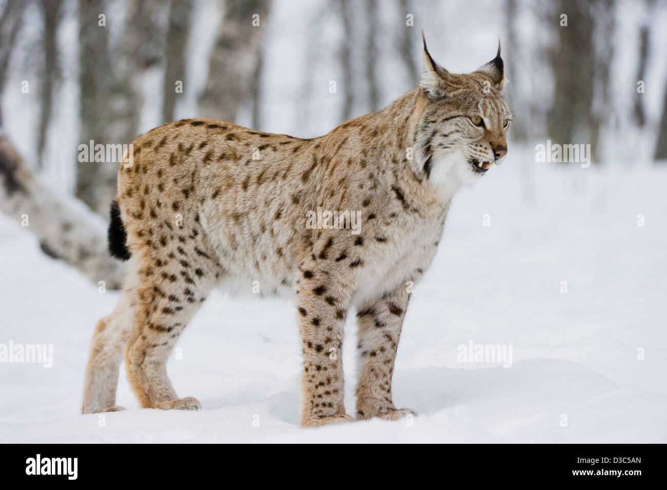 Eurasian Lynx (Lynx lynx) in winter fur over snow and under snowfall, controlled conditions, Norway Stock Photo