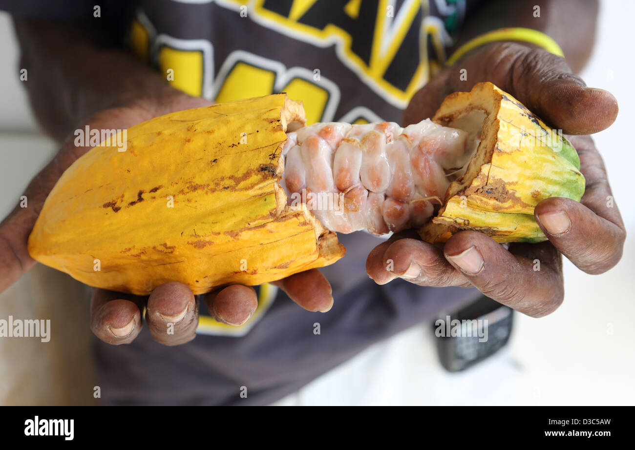 FRESH CACAO POD WITH COCOA BEANS Stock Photo