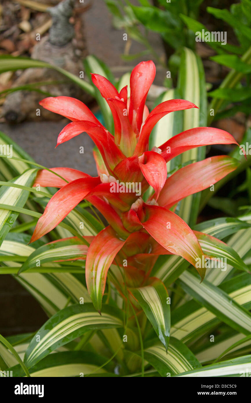 Spectacular large and gaudy red / orange flower (bracts) and green and white foliage of Bromeliad - Guzmania 'Georgia' Stock Photo