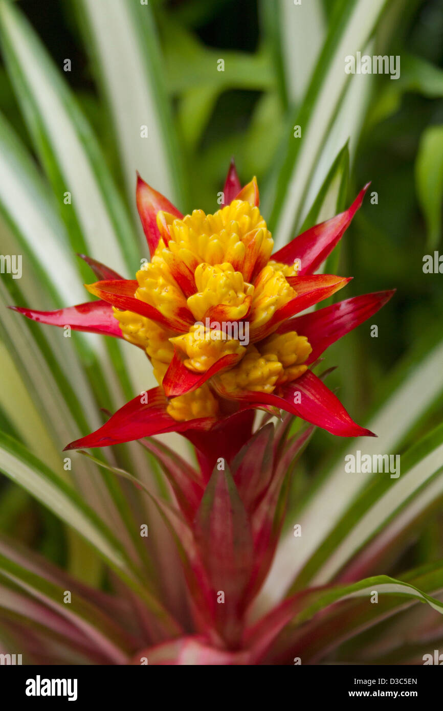Spectacular large and gaudy red and yellow flower (bracts) and green and white foliage of Bromeliad - Guzmania 'Kapoho Fire' Stock Photo
