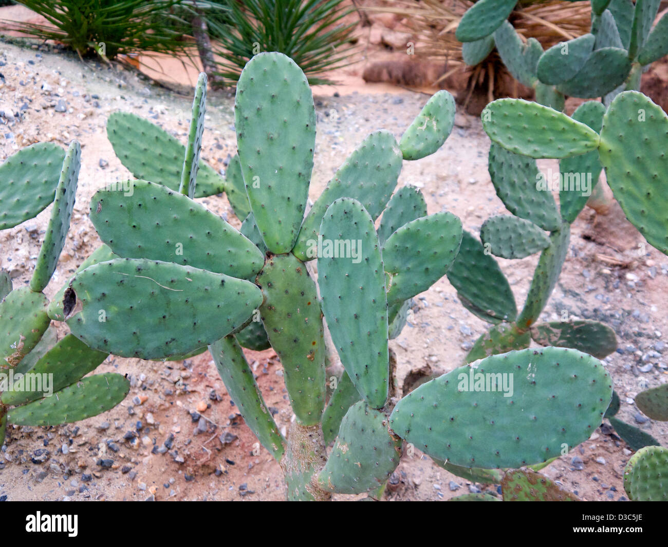 Prickly spike hi-res stock photography and images - Alamy
