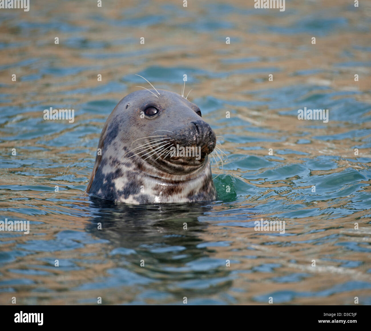 The Common or Harbour Seal in the Scottish Moray Firth.  SCO 8945 Stock Photo