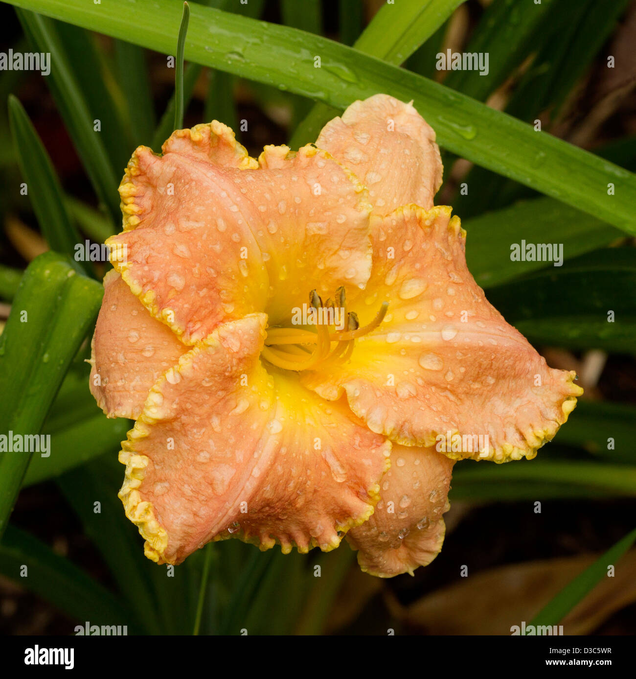 Spectacular orange flower of daylily - Hemerocallis 'Rushing Delight' - with raindrops on yellow edged frilly petals and foliage Stock Photo