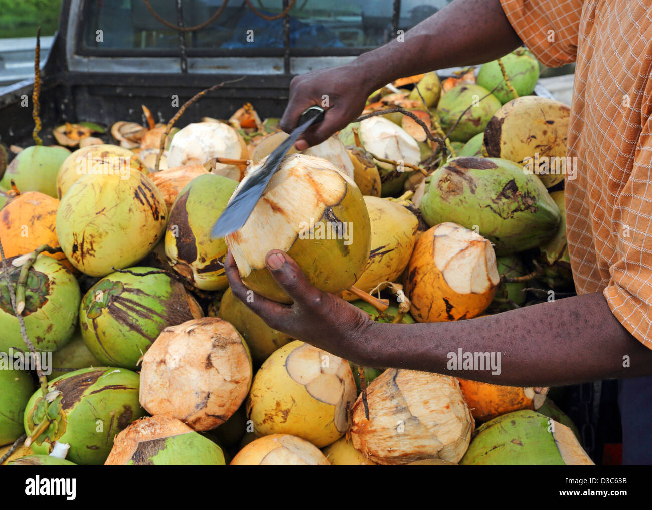 CARIBBEAN,MAN SELLING FRESH COCONUTS,DOMINICA Stock Photo Alamy
