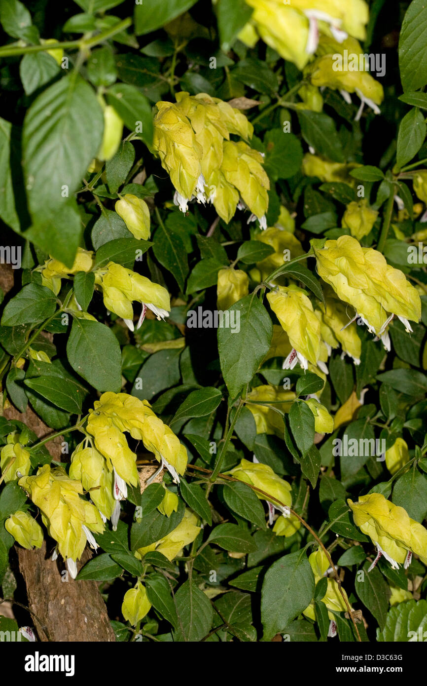 Yellow flowers and dark green foliage of Justicia brandegeana var.lutea  syn Beloperone guttata - shrimp plant Stock Photo