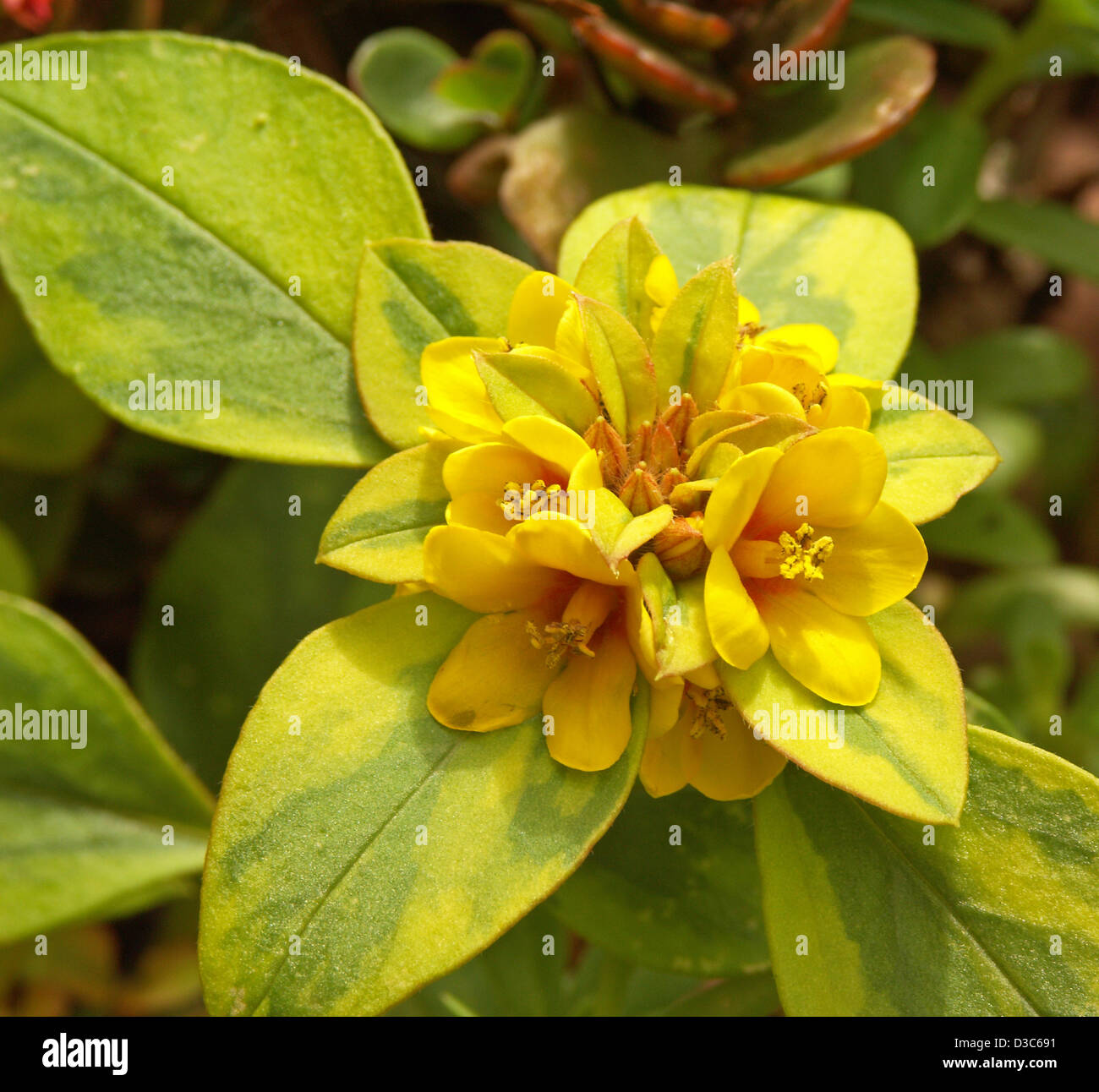 Cluster of beautiful golden yellow flowers and yellow / green variegated foliage of Lysimachia congestiflora,  ground cover Stock Photo