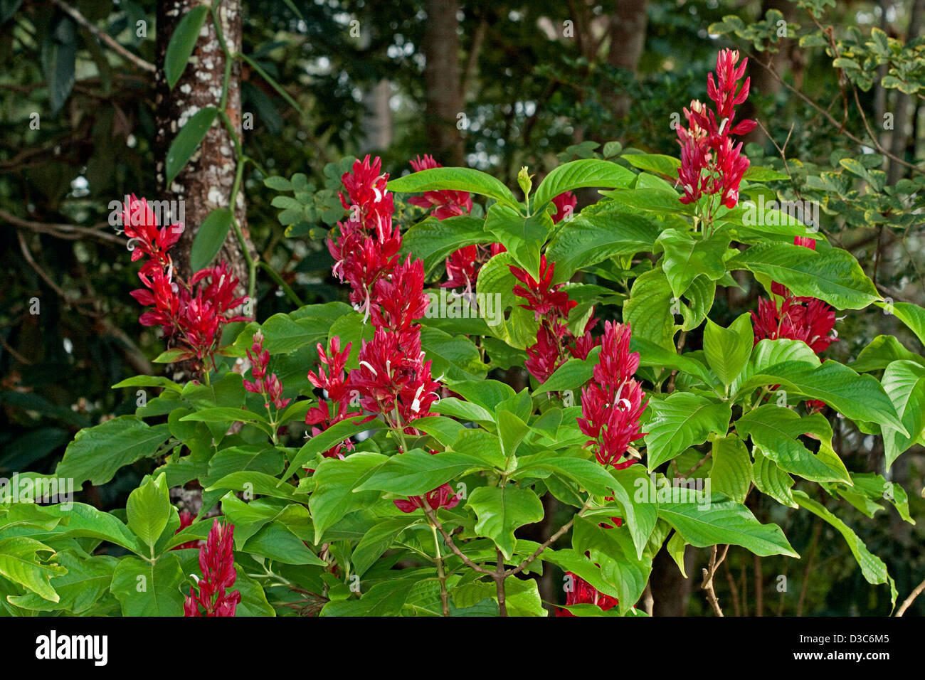 Spikes of bright red flowers and emerald green foliage of Megaskepasma erythrochlamys - Venezuelan red cloak - a flowering shrub Stock Photo